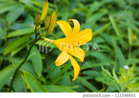 Summer in Nikko City, Tochigi Prefecture: Daylilies on Kirifuri Plateau 111596601