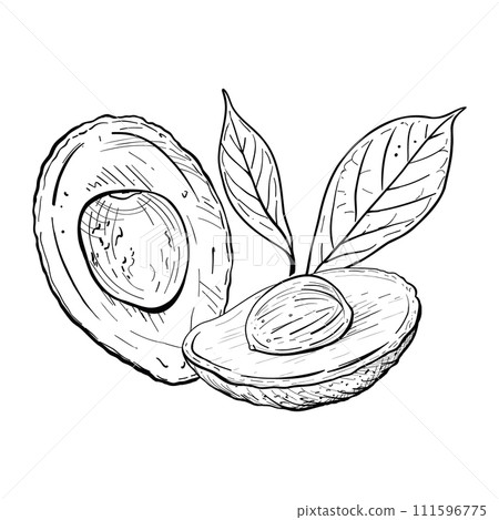 Avocado half leaves vector illustration. Avocado fruit tree branch seed. Black outline graphic drawing. Tropical foliage ink line contour. Vegetarian Healthy food organic garden fresh nature plant Avocado half leaves vector illustration. Avocado fruit tree branch seed. Black outline graphic drawing. Tropical foliage ink line contour. Vegetarian Healthy food organic garden fresh nature plant 111596775