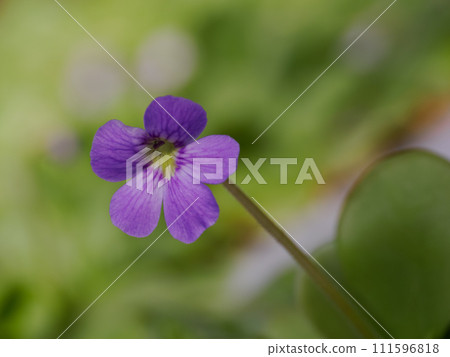 carnivorous plant Viola violet 111596818