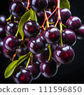 Delicious chokeberry on a twig Delicious chokeberry on a twig 111596850