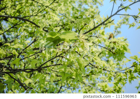 Maple leaf Maple leaf 111596963