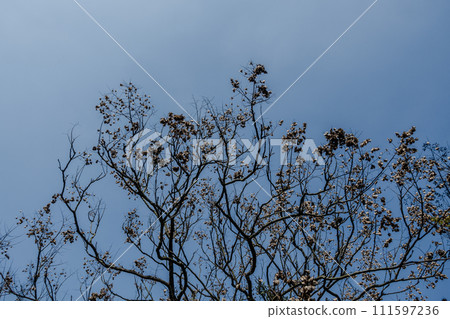 台灣欒樹 111597236