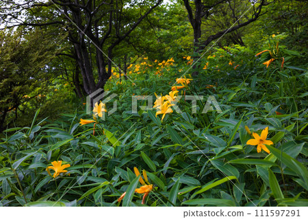 栃木縣日光市霧降高原,黃花菜正值盛花期 栃木縣日光市霧降高原,黃花菜正值盛花期 111597291