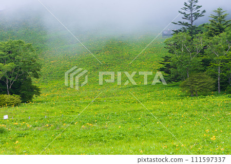Nikko City, Tochigi Prefecture, foggy Kirifuri Plateau, daylilies at their peak bloom Nikko City, Tochigi Prefecture, foggy Kirifuri Plateau, daylilies at their peak bloom 111597337