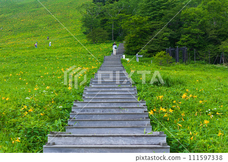 Nikko City, Tochigi Prefecture, Kirifuri Plateau, daylilies at their peak blooming season 111597338