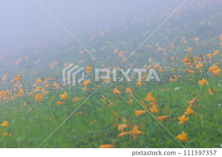 栃木縣日光市，霧氣繚繞的霧降高原，黃花菜盛開 111597357