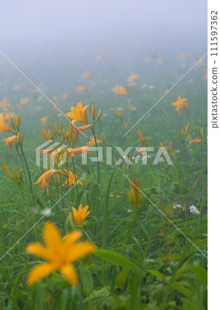 栃木縣日光市，霧氣繚繞的霧降高原，黃花菜盛開 111597362