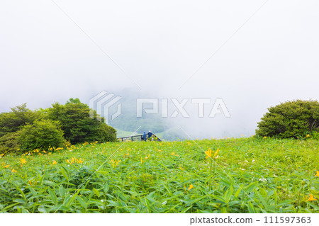 栃木縣日光市，霧氣繚繞的霧降高原，黃花菜盛開 111597363