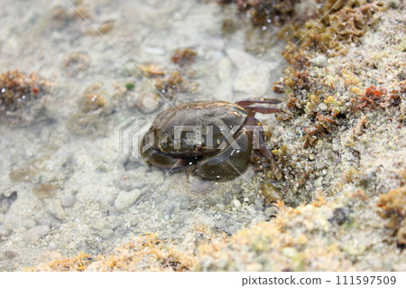 Wild smooth mange crab photographed in Okinawa 111597509