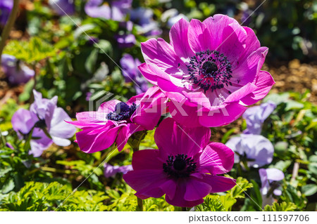 Flowers of anemone 111597706
