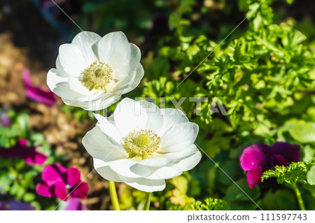 白色海葵花 111597743