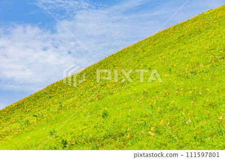 Kirifuri Plateau in summer in Nikko City, Tochigi Prefecture, daylilies at their peak blooming season 111597801
