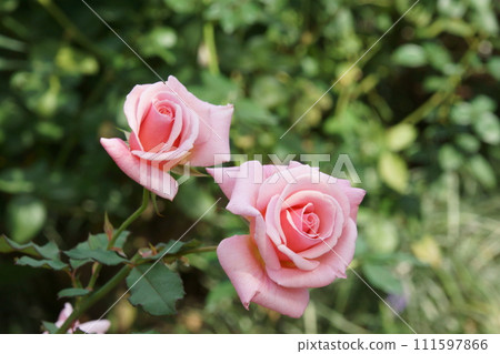 玫瑰 玫瑰 111597866