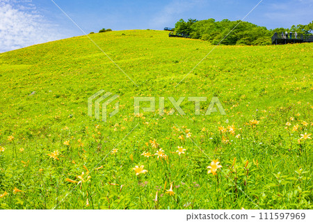 栃木縣日光市的夏季霧降台地,黃花菜正值盛花期 栃木縣日光市的夏季霧降台地,黃花菜正值盛花期 111597969