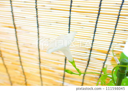 Morning glory morning glory morning glory 111598045