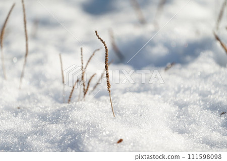 Snow that has fallen Snow that has fallen 111598098