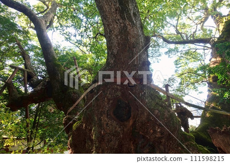 勝美神社神樹的大楠 111598215