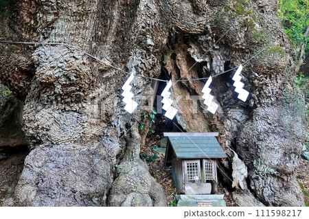 Large Kusu of the sacred tree of Katsumi Shrine 111598217