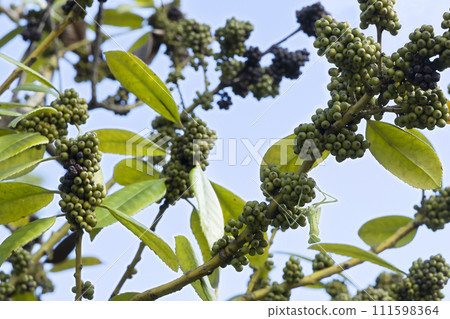 Autumn in September, scenery of a praying mantis climbing a tarayo tree -5 Autumn in September, scenery of a praying mantis climbing a tarayo tree -5 111598364