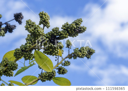 Autumn in September, scenery of a praying mantis climbing a tarayo tree-6 Autumn in September, scenery of a praying mantis climbing a tarayo tree-6 111598365