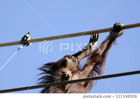 Orangutan 111598509