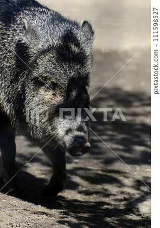 Kubiwa Peccary 111598527
