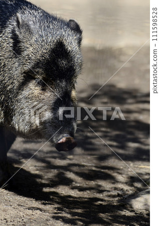 Kubiwa Peccary 111598528