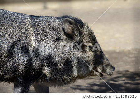 Kubiwa Peccary Kubiwa Peccary 111598529