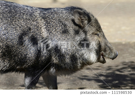 Kubiwa Peccary Kubiwa Peccary 111598530