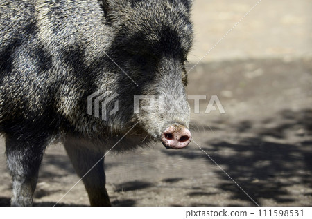 Kubiwa Peccary Kubiwa Peccary 111598531