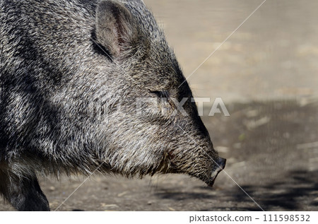 Kubiwa Peccary Kubiwa Peccary 111598532