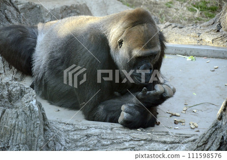 大猩猩 大猩猩 111598576