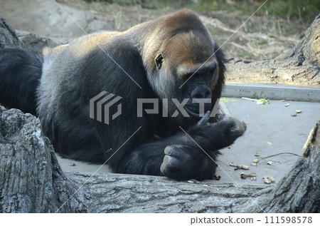 大猩猩 111598578