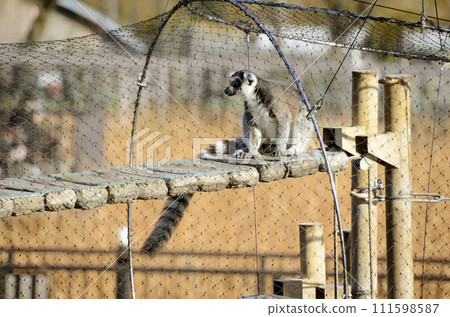 Wolverine lemur 111598587
