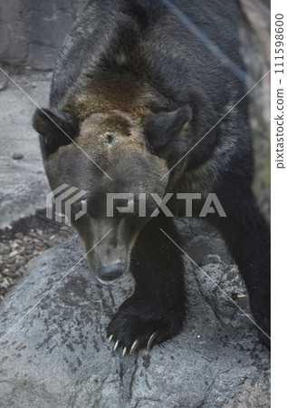 Brown bear 111598600