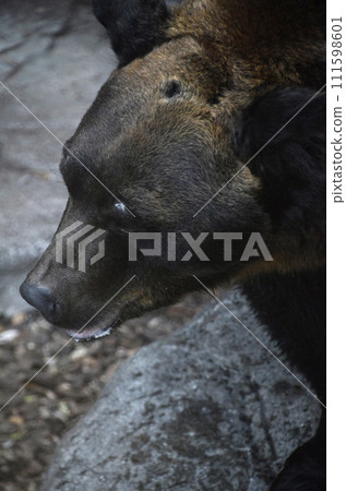 Brown bear Brown bear 111598601