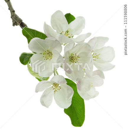 sprig of blossoming apple tree isolated. apple tree in bloom. Blooming apple tree in spring time. sprig of blossoming apple tree isolated. apple tree in bloom. Blooming apple tree in spring time. 111598806