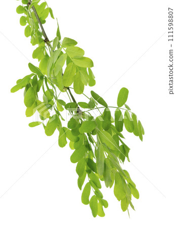 Acacia branch. Medicinal plants. Green acacia leaves. Fresh nature. Spring foliage, isolated Acacia branch. Medicinal plants. Green acacia leaves. Fresh nature. Spring foliage, isolated 111598807
