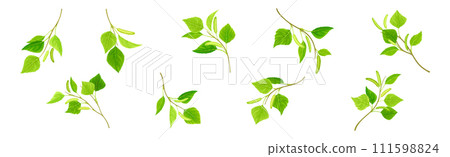 Green Birch Twigs with Catkins and Leaf on Stem Vector Set 111598824