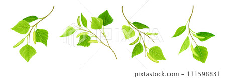 Green Birch Twigs with Catkins and Leaf on Stem Vector Set 111598831