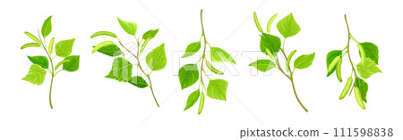 Green Birch Twigs with Catkins and Leaf on Stem Vector Set 111598838