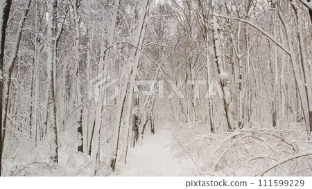 fantasy forest with snow falling in winter. Snowy forest from the inside. 111599229
