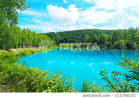 Blue Pond, a popular tourist destination in Biei, Hokkaido 111599255