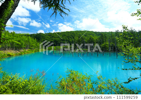 Blue Pond, a popular tourist destination in Biei, Hokkaido Blue Pond, a popular tourist destination in Biei, Hokkaido 111599259