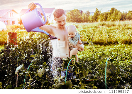 Shirtless man with baby in his arms waters cucumber seedlings in a garden bed using garden watering can on summer evening before sunset. Shirtless man with baby in his arms waters cucumber seedlings in a garden bed using garden watering can on summer evening before sunset. 111599357