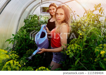 Working in garden, two Caucasian women in their 20s use watering cans to water tomato seedlings in greenhouse. Working in garden, two Caucasian women in their 20s use watering cans to water tomato seedlings in greenhouse. 111599404