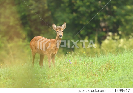 Beautiful roe deer buck in summer 111599647