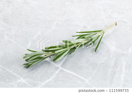 Rosemary branch - organic spicy herb Rosemary branch - organic spicy herb 111599735