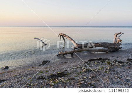 Sunrise on the beach in Nesebar resort in Bulgaria 111599853