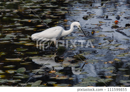 A white egret in a suburban park A white egret in a suburban park 111599855